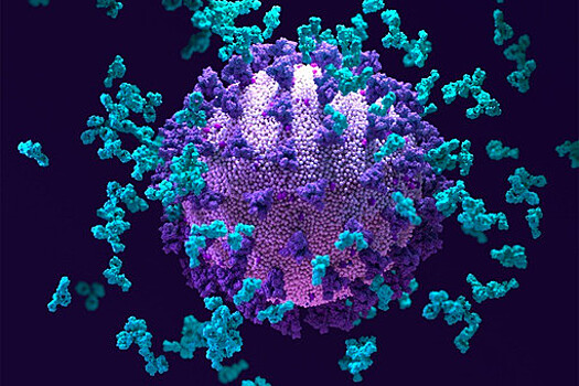 Ученые опровергли распространенный миф о коронавирусе