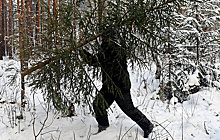 Сумма ущерба от незаконной рубки новогодних деревьев в УФО снизилась на четверть