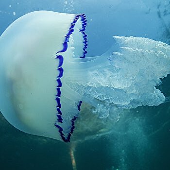 В метро Киева появятся медузы