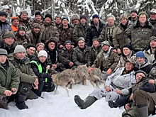В Шарьинском районе охотники ликвидировали волчью стаю