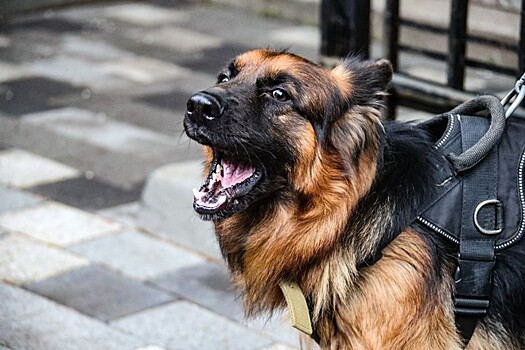 В России запретили выгуливать опасных собак без намордников