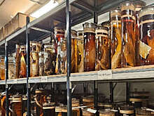 ACS Omega: лазеры помогли заглянуть внутрь банок Чарльза Дарвина, не открывая их