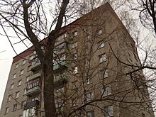 Пензенцы опасаются падения старых тополей на проспекте Победы