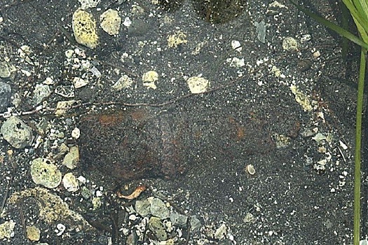 Неразорвавшиеся снаряды времен Великой Отечественной войны обнаружили на Курилах