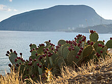 Кому принадлежит Крым?