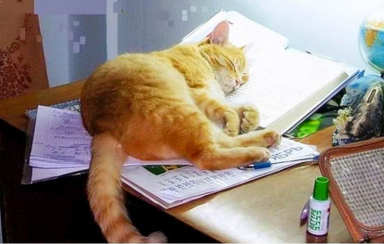 20 смешных фото с котами, которые помогают школьникам делать уроки