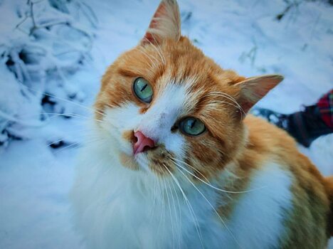 В селе под Саратовом сняли карантин по бешенству