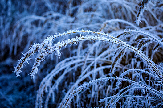 Новосибирские метеорологи напомнили о ноябрьской погодной аномалии с экстремальным морозом