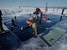 Губернатор Игорь Кобзев: Фестиваль «Под лед Байкала» соберет более 40 фридайверов из четырех стран в Листвянке