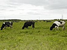 75 процентов получателей «дальневосточных гектаров» - жители ДФО