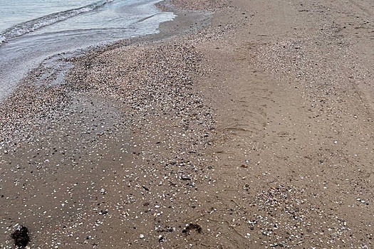 В Анапе на берегу моря обнаружили новые выбросы мазута