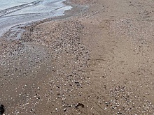 В Анапе на берегу моря обнаружили новые выбросы мазута