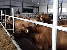 Под Томском открылась первая за Уралом ферма с миниатюрными джерсейскими коровами