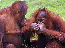 Орангутан Дана «полечила» директора «Тайгана», пережившего нападение льва: видео