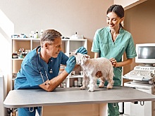 В столице откроют почти 2 тысячи временных пунктов вакцинации животных от бешенства