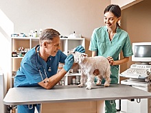 Кошек и собак разрешат лечить человеческими препаратами