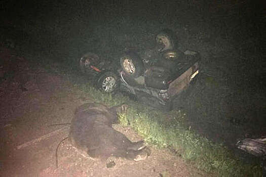 В Иркутской области медведь спровоцировал ДТП, хищник и водитель погибли