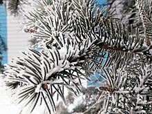 Власти прокомментировали вырубку многолетних елей в Автозаводском районе