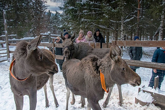 Челябинский нацпарк выиграл грант на перестройку «Дома лося «Сохатка»
