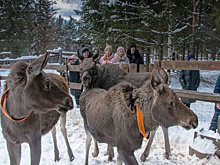 Челябинский нацпарк выиграл грант на перестройку «Дома лося «Сохатка»