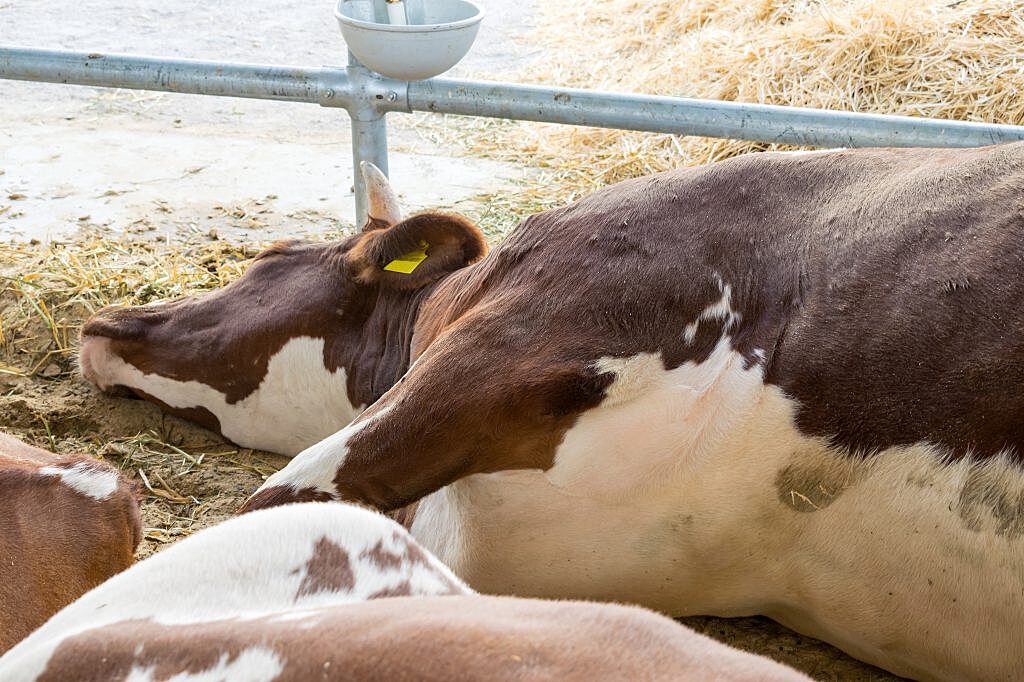 Ветуправление Армавира рекомендует владельцам крупного рогатого скота сдать на убой всех инфицированных лейкозом животных