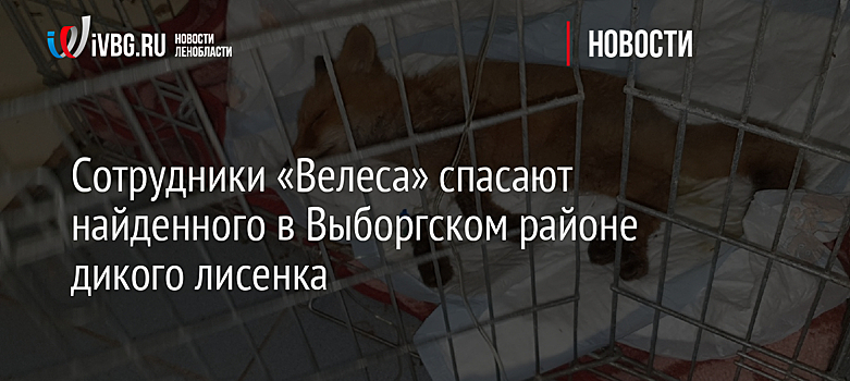 Сотрудники «Велеса» спасают найденного в Выборгском районе дикого лисенка
