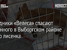 Сотрудники «Велеса» спасают найденного в Выборгском районе дикого лисенка