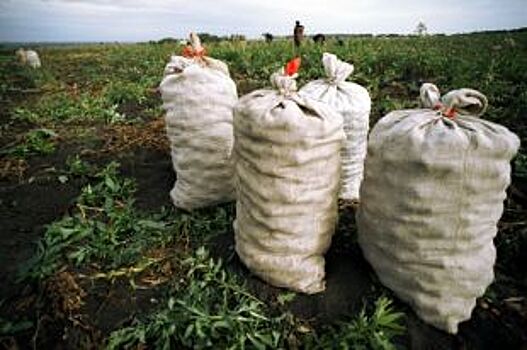 1 млн т зерна и 1 млн т овощей и картофеля должны собрать аграрии Кузбасса