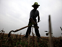 К чему может привести отказ западных брендов от хлопка из Синьцзяна