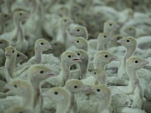 Птицекомплекс в Ингушетии планирует за год увеличить производство в 4 раза