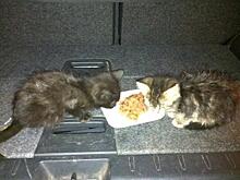 Бездомные котята в Курске: есть случаи бешенства