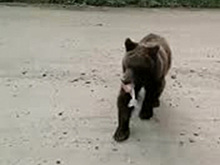 Жадный до пирожков медведь попал на видео