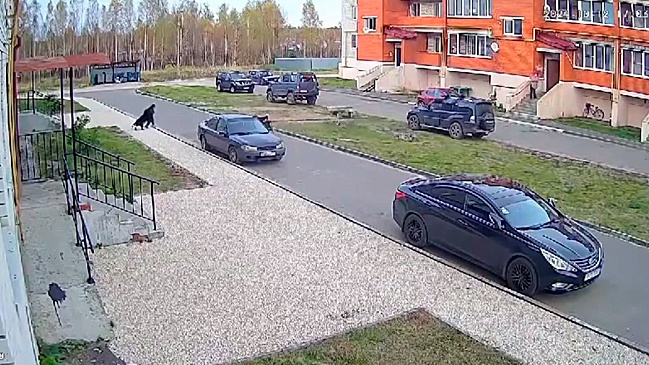 Прокуратура начала проверку после нападения стаи собак на ребенка в Шатуре