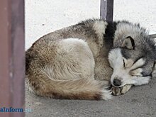 В Пензенской области изменят основания для эвтаназии животных