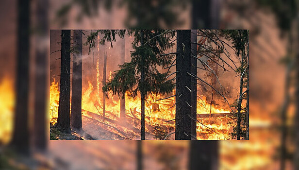 Следить за сельхозпалами в Алтайском крае поможет "Гринпис"