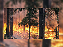 Следить за сельхозпалами в Алтайском крае поможет "Гринпис"