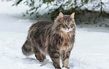 Породы кошек из России, которых любят во всем мире