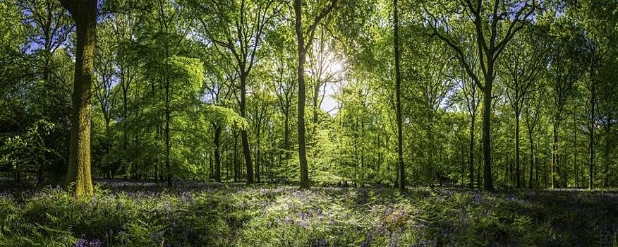 Великобритания будет ежегодно высаживать 143 млн деревьев: Новости ➕1, 09.05.2021