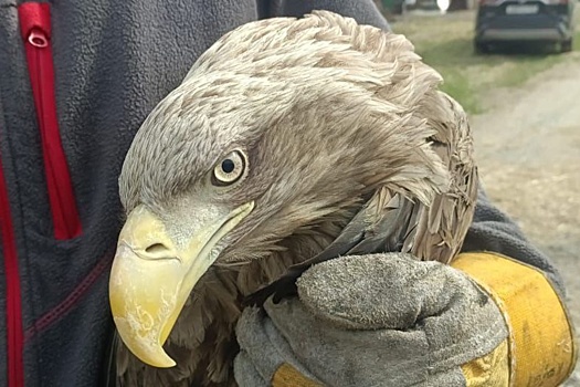 В Приморье после лечения выпустили на волю краснокнижного орлана