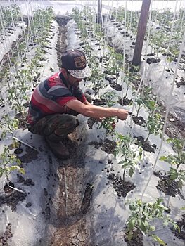 В Сосновском районе помидоры и огурцы выращивают нелегалы
