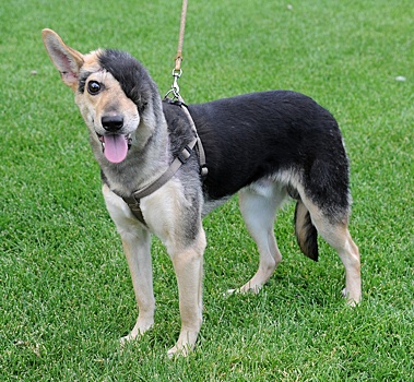 Волгоградского пса, перенесшего уникальную пластическую операцию, ждут в Америке и в Иловле