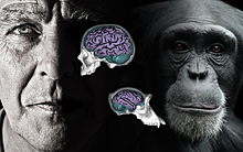 Найдены различия в «софте» между мозгами человека и обезьяны