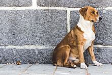 Как турецкие бездомные собаки реагируют на угощения