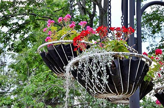 Более 1,2 млн многолетних цветов высадят в Москве до середины сентября