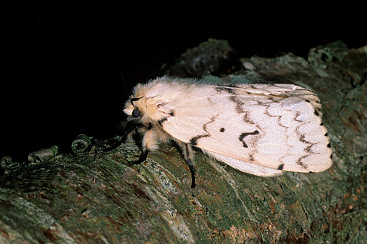 Ученые исследуют жизнь 10 тысяч бабочек с помощью клея для ресниц