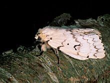 Ученые исследуют жизнь 10 тысяч бабочек с помощью клея для ресниц