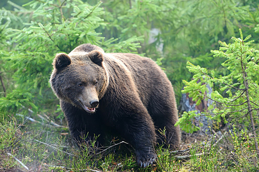 Сбежавшего из леса восьмимесячного медвежонка вернули в естественную среду
