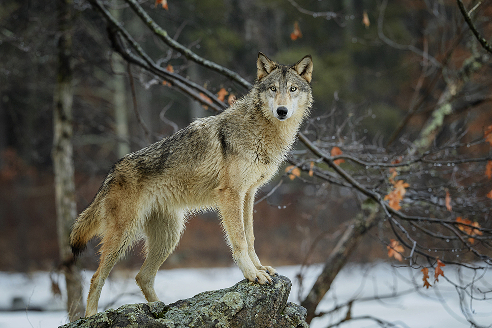 В тамбовских лесах почти не осталось волков