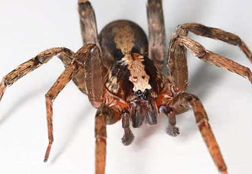 Новый род пауков назвали в честь Дэвида Боуи