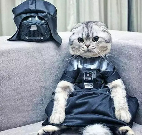 Когда хозяин пересмотрел франшизу «Звездных Войн» и решил купить своему коту костюм Дарт Вейдера.